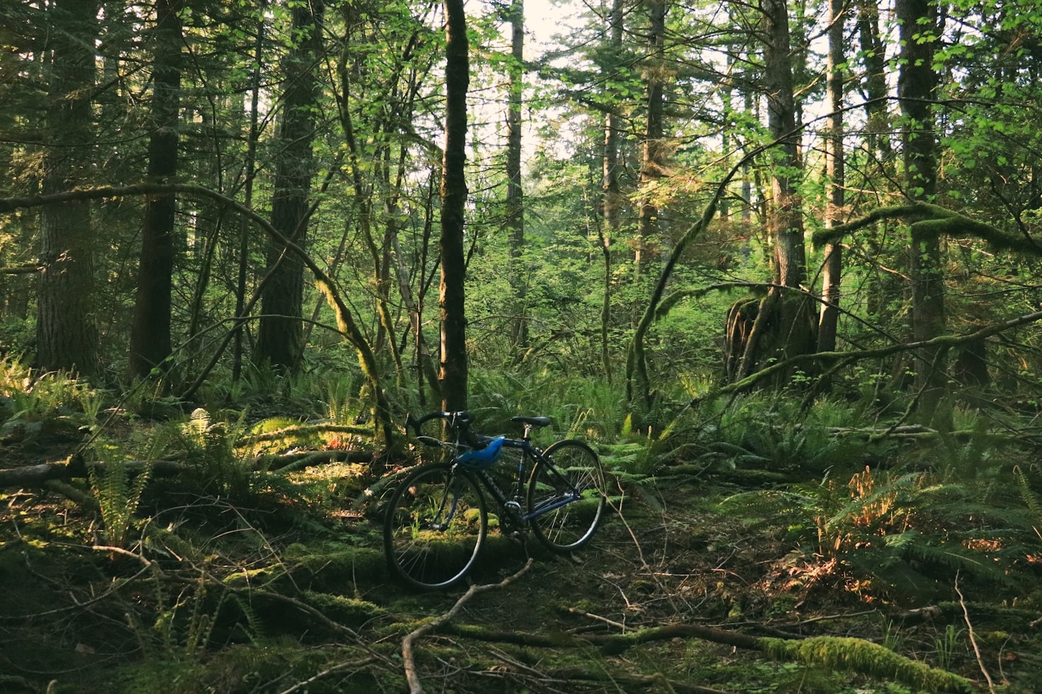 Fietsen door Nederland: natuur en cultuur